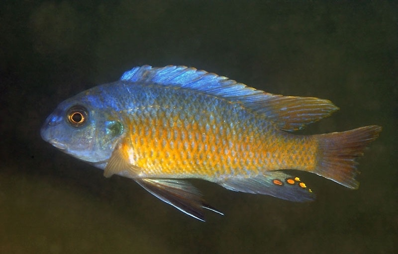 Labeotropheus fuelleborni 'Lion Point'